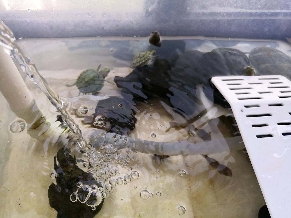 自制龟池过滤水循环图片